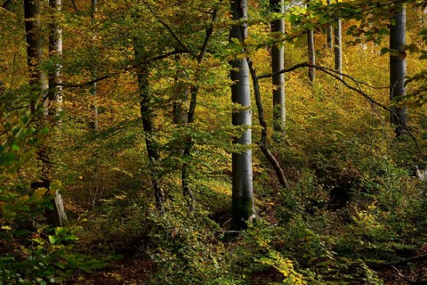 Beech forest in autumn