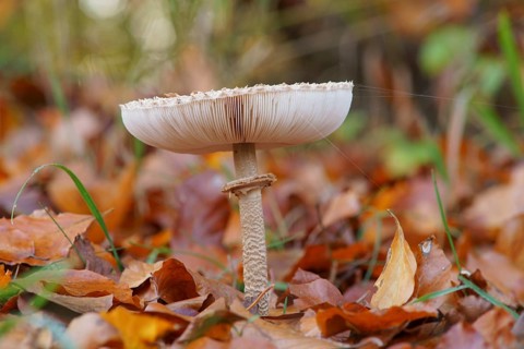 Parasol mushroom
