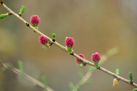 Pink cones on a branch of a European