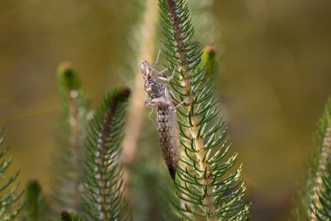 Exuvium of a large dragonfly on a fir branch in a body of water. Brandenburg