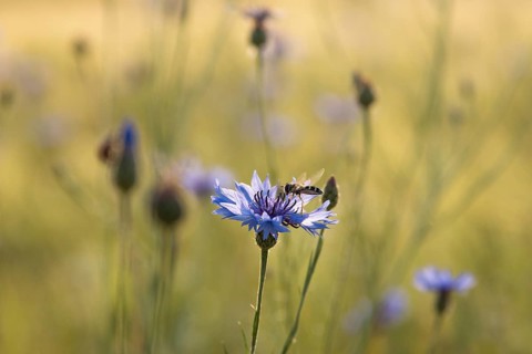 A hoverfly sits on a flower of a cornflower