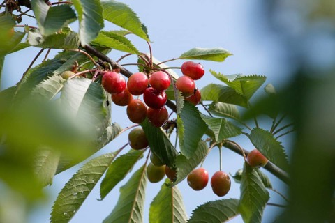Ripe red cherries on a cherry tree