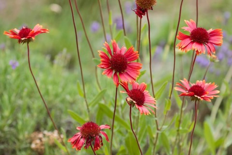 Red blossoms of a flower in a garden. Brandenburg