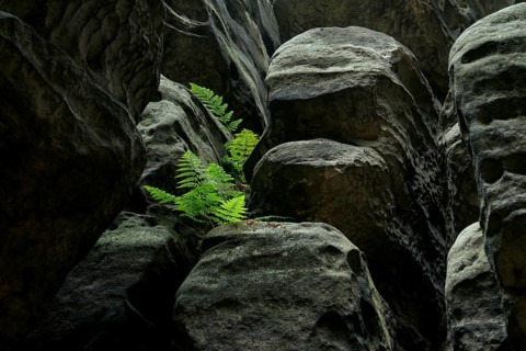 Green fern between rocks. Saxony