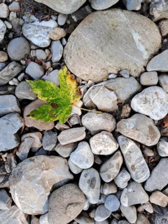 Colourful leaves of sycamore maple