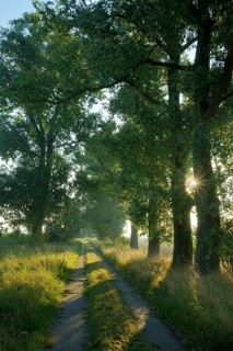 Avenue with poplars
