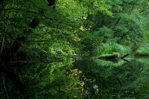 Vegetation reflected in a still water body. Brandenburg