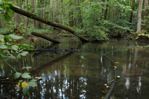 A near-natural stream flows through an alder swamp forest. Brandenburg