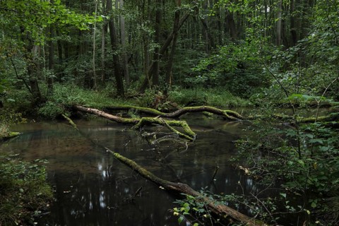 A near-natural stream with deadwood flows through an alder swamp forest. Brandenburg