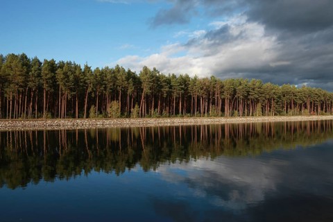 Clouds and pines