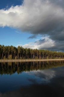 Clouds and pines