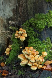 Sulphur heads at the foot of a dead tree. Brandenburg