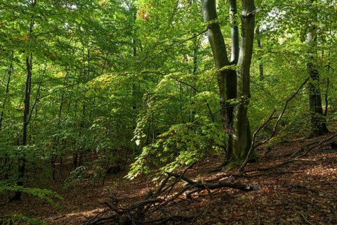 Beech forest with deadwood in autumn. Brandenburg