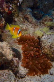 Fluorescent bubble-tip anemone