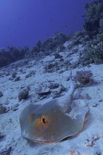 Bluespotted ribbontail ray