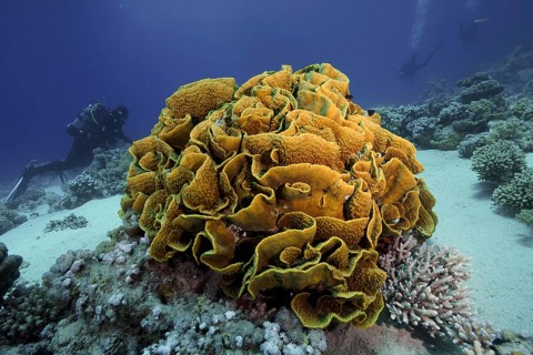 Yellow scroll coral