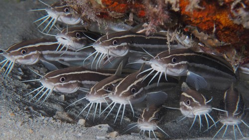 Group