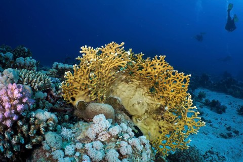Net fire coral