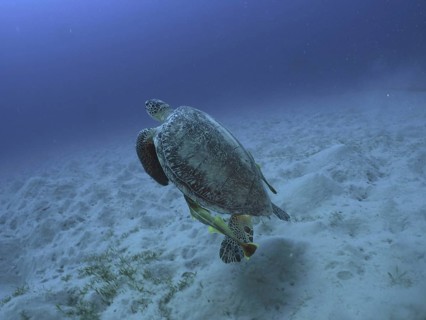 Green turtle