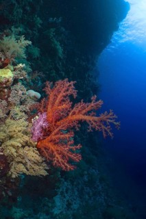 Hemprich's tree coral