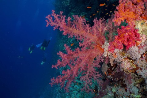 Hemprich's tree coral