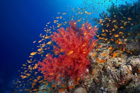 Hemprich's Tree Coral