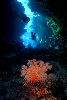 Hemprich's tree coral