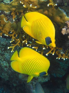 Pair of bluecheek butterflyfish