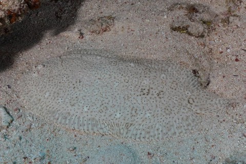Well camouflaged finless sole