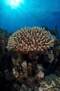 Low staghorn coral
