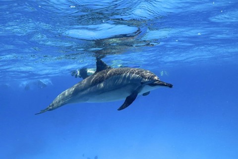 Spinner dolphin