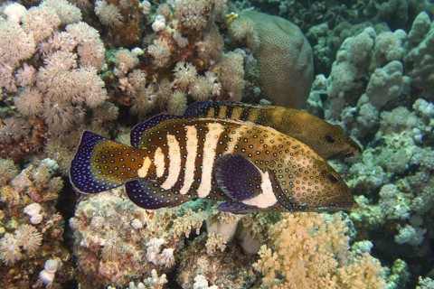 Pair of bluespotted grouper