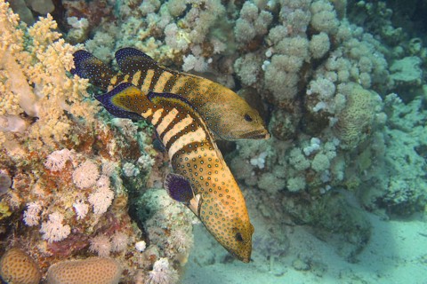 Pair of bluespotted grouper