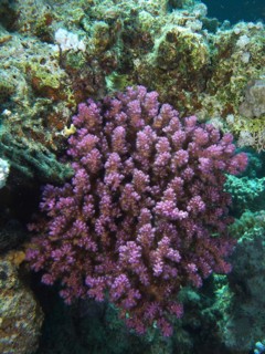 Pawpaw Coral