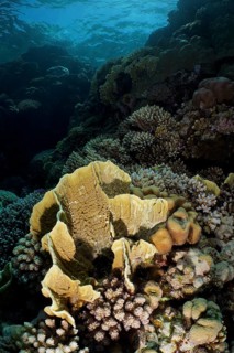 Blade firel coral