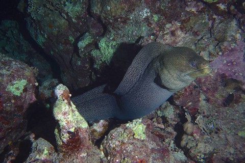 Giant Moray
