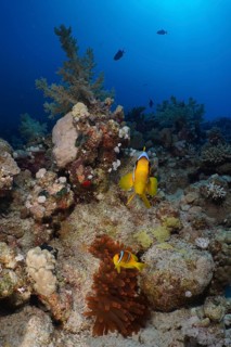 Pair of red sea clownfish