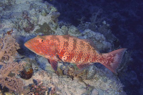 Red Sea trout perch