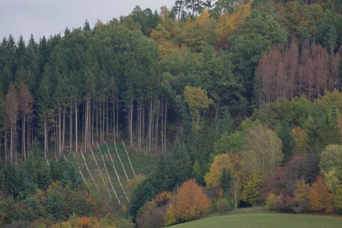 Reforestation