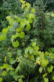 Conifer tree is enclosed by climbers