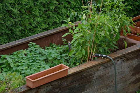 Raised bed