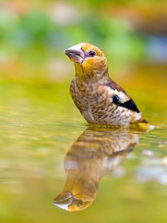 Hawfinch