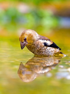 Hawfinch