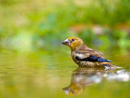 Hawfinch