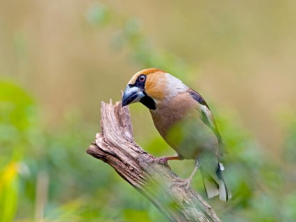 Hawfinch