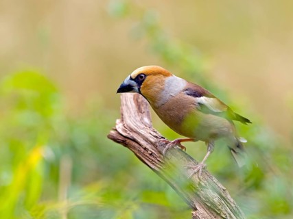 Hawfinch