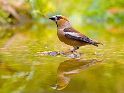 Hawfinch