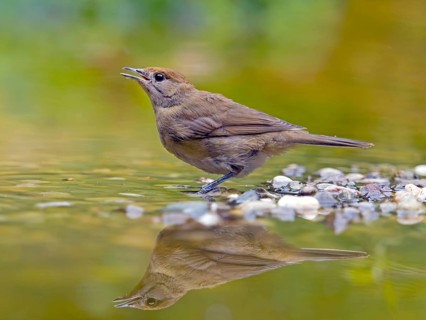 Blackcap