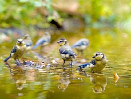 Blue tits