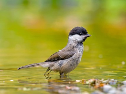 Marsh Tit